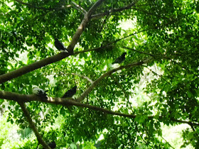 Singapore Botanic Gardens - Combining the different greens and other foliage colors with varying forms and textures can be just as beautiful and captivating as a garden rich with colorful blooms.