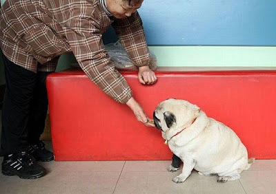 World's Heaviest Pug Seen On www.coolpicturegallery.us