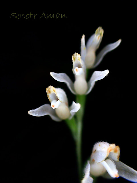 Goodyera schlechtendaliana