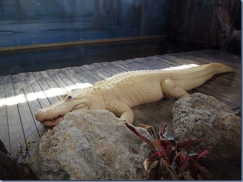 White Gator
