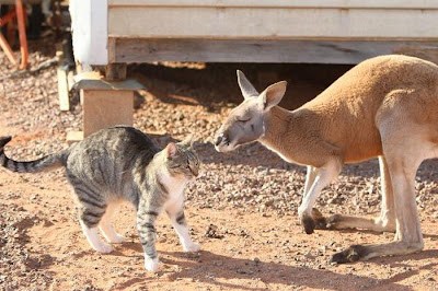 Pet Kangaroo Seen On www.coolpicturegallery.us