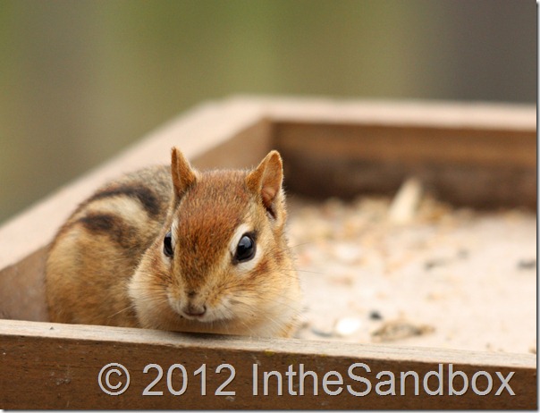 Chippy in the tray