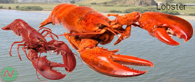 lobster fish, গলদা চিংড়ি মাছ