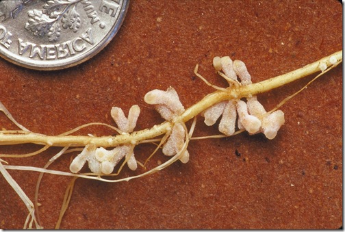 AlfalfaNodules