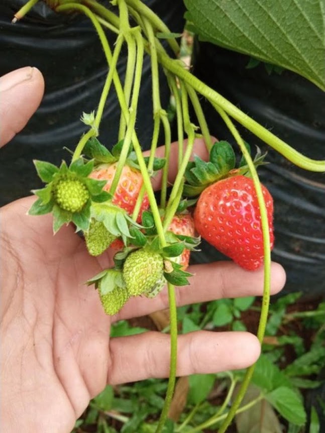 Paket 4 Pohon Strawberry California Kondisi Berbungaberbuah Jawa Timur