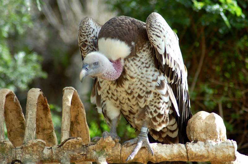  Gambar  Binatang Burung Bangkai