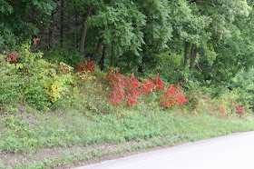 early August sumac