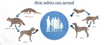 Spreading of Rabies infographics