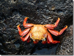 35-crabe1