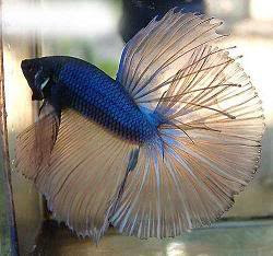 8 Type Of Betta Fish By Pattern Types