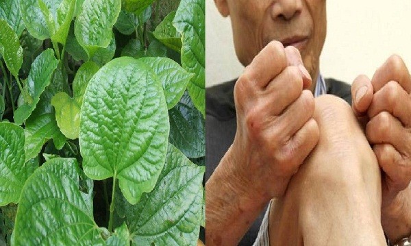 Lá lốt- chữa bệnh gout tuyệt vời