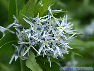 Amsonie bleue - Etoile bleue - Amsonia tabernaemontana