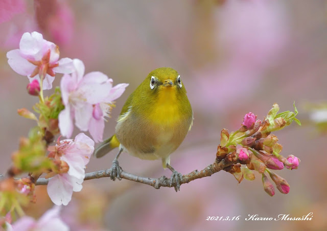 川津桜にメジロがやってきました