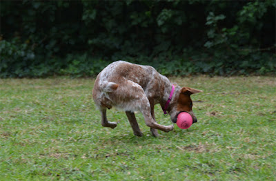 Spunky Pup glow in the dark fetch ball