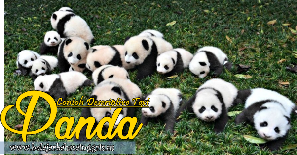 Contoh Descriptive Text Singkat: Panda + Terjemahan