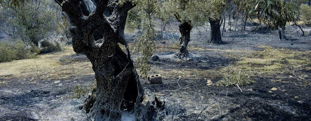 ΔΗΜΟΣ ΚΥΘΗΡΩΝ:Υποβολή δηλώσεων ζημιάς από πυρκαγιά στον ΕΛΓΑ