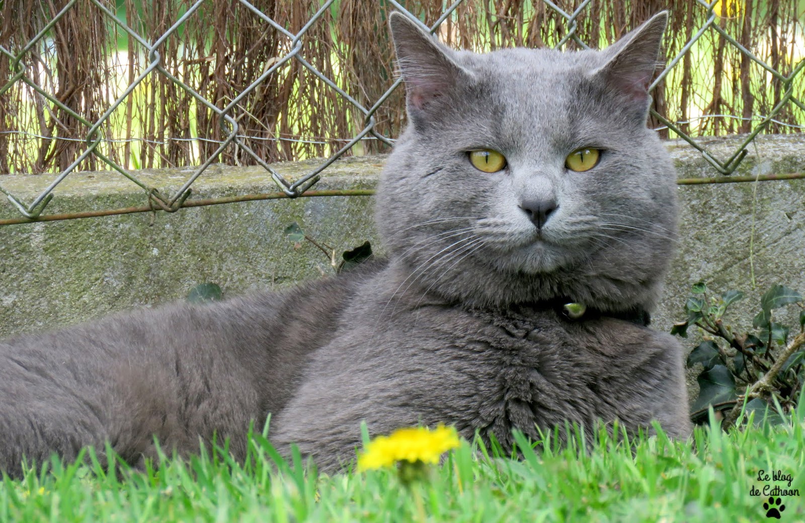 recette de paté pour chat