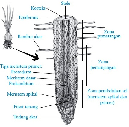 Info Top Fungsi Akar, Info Spesial!