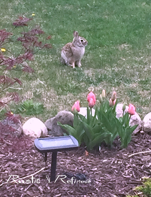 rabbit in the garden eyeing my tulips