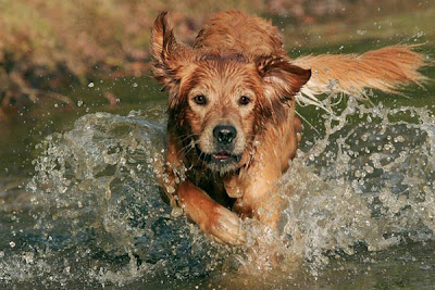 America’s Top 10 Dogs photos