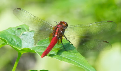 Rhodothemis rufa