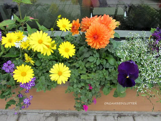 Planting The Prettiest Window Box In Town #containergarden #windowbox #annuals