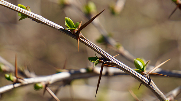 Bushes with thorns include barberry