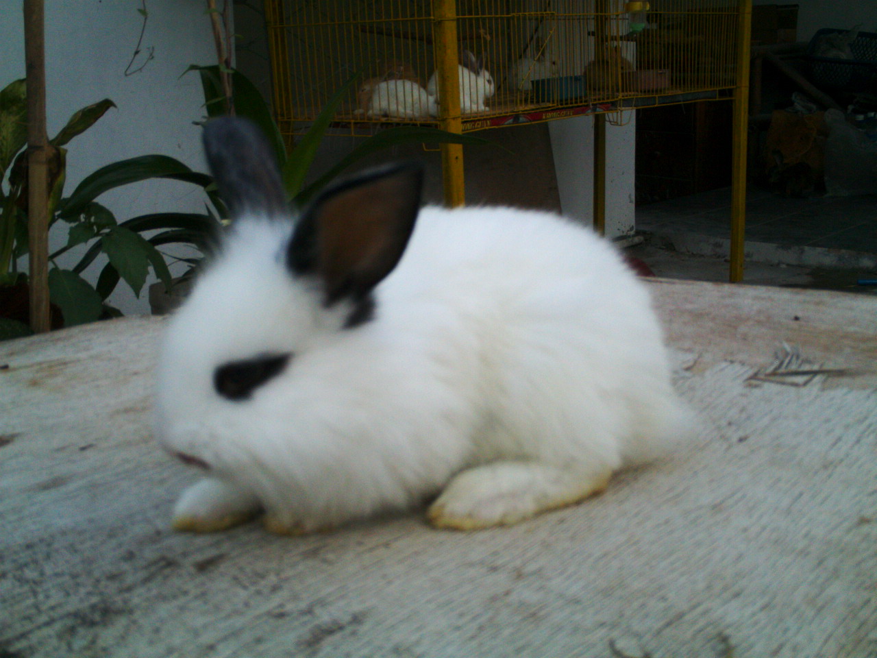 Foto Aneh Dan Lucu Terlengkap Display Picture Update