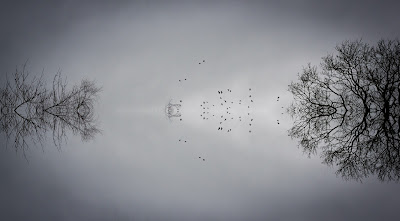 abstract, reflections, trees, birds, photography, background