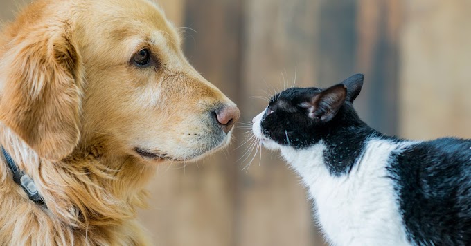 Curiosidades sobre los perros y los gatos