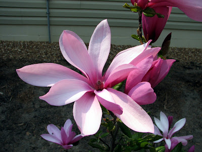 magnolia tree blossom. magnolia tree blossom.