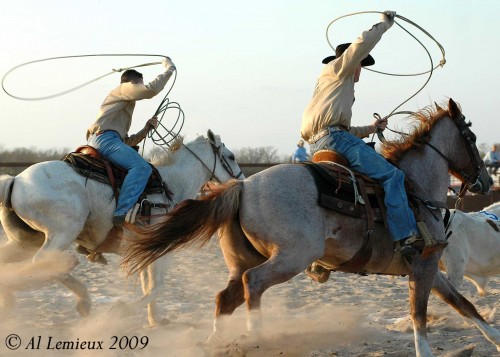 Roping Cattle