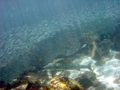 Giant Barracuda Sphyraena barracuda 