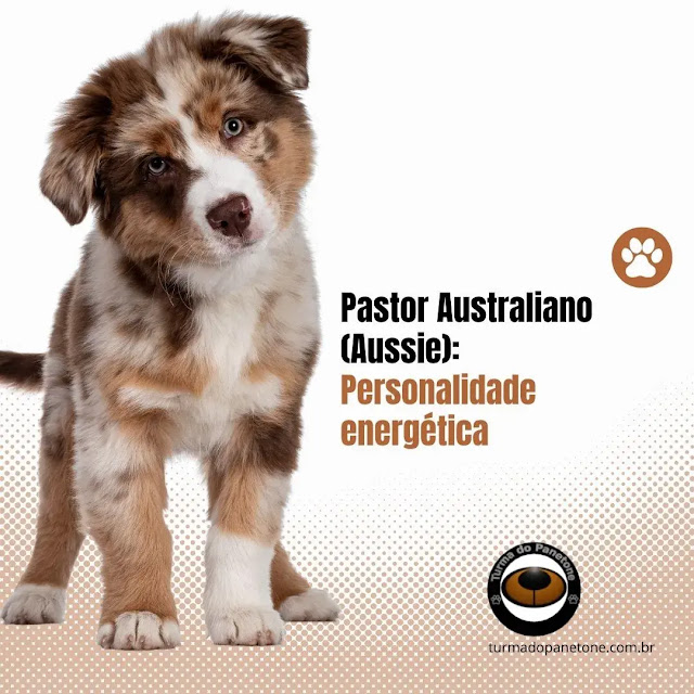 Pastor Australiano (Aussie): Personalidade energética