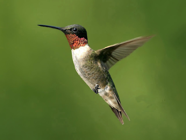 Flying Humming Bird Wallpaper