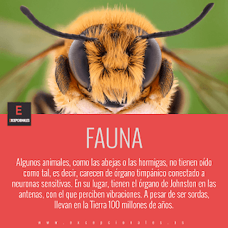 Fauna: algunos animales, como las abejas o las hormigas, no tienen oído como tal, es decir, carecen de órgano timpánico conectado a neuronas sensitivas. En su lugar, tienen el órgano de Johnston en las antenas, con el que perciben vibraciones. A pesar de ser sordas, llevan en la Tierra 100 millones de años