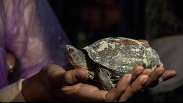 Encuentran tortuga viva entre los escombros