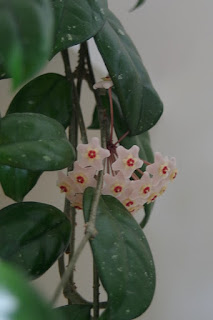 hoya