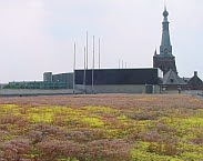 Cover foto Groene daken in Tilburg: ervaringen, motieven en opschalingsmogelijkheden