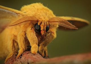 Fuzzy moth