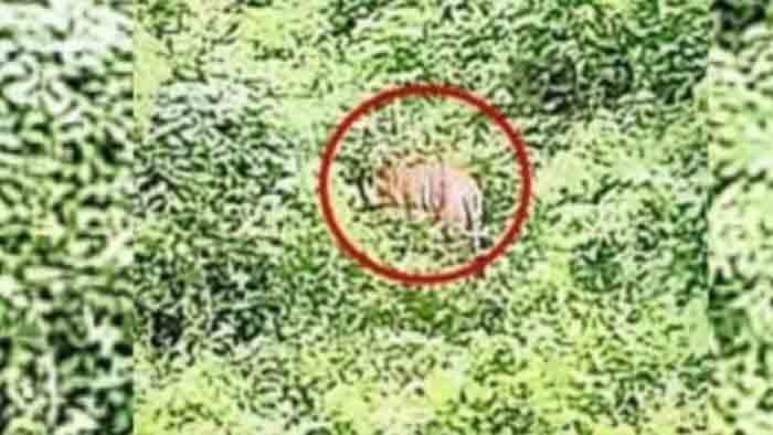 Tiger spotted at Aralam Farm, Kannur, News, Tiger, Trending, F orest, Family, Threatened, Kerala