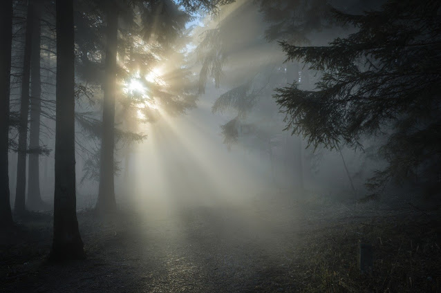Sunbeam, Forest, Sun, Sunset, Nature,
