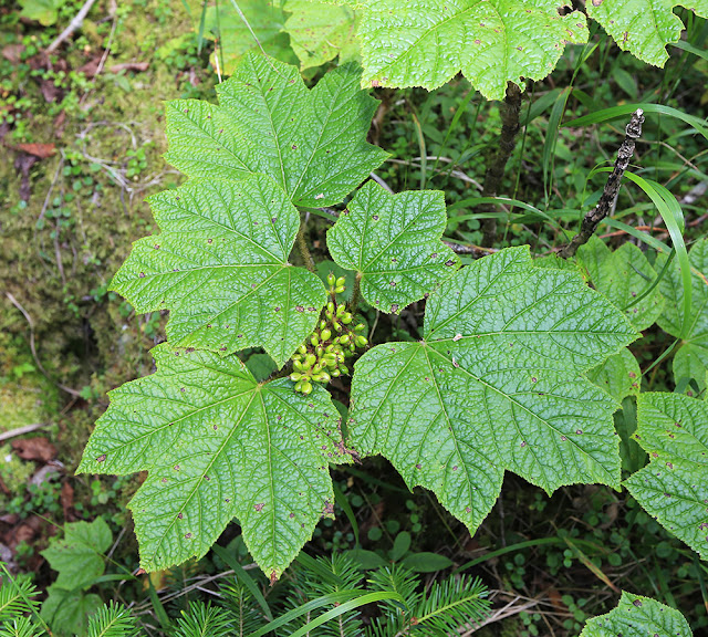 Заманиха высокая (Oplopanax elatus, =Echinopanax elatus)