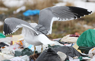 Yellow-legged Gull,spread wings