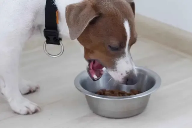 dog Feeding Guide