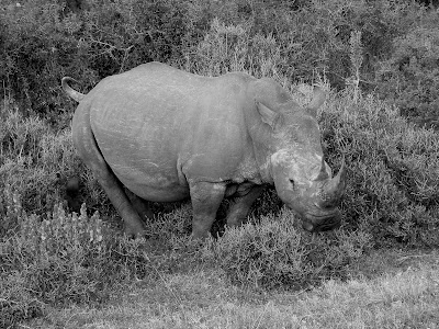 rhino, Namibia, rhinoceros, Africa, poaching, Save The Rhinos