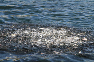 Bait Ball of Herring at the Surface South End of Campania Island