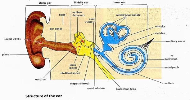 Structure of human ear