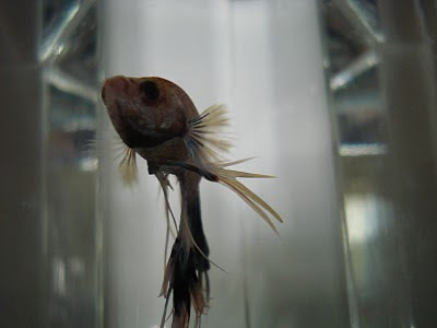 betta