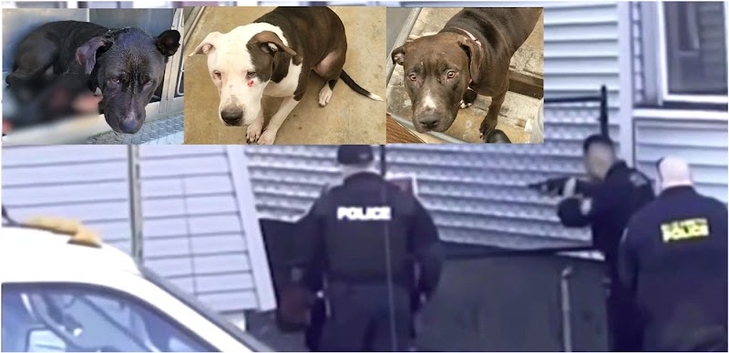 Dos perros Pit Bulls de pelea ejecutados por policías después de atacar tres mujeres y sofocar  un niño en Nueva Jersey